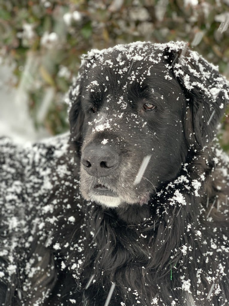 Buddha, a Saint Bernard and Golden Retriever mix tested with EmbarkVet.com