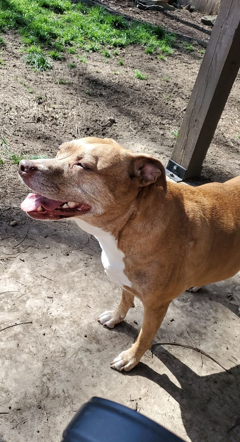 Buttercup, an American Pit Bull Terrier and Labrador Retriever mix tested with EmbarkVet.com