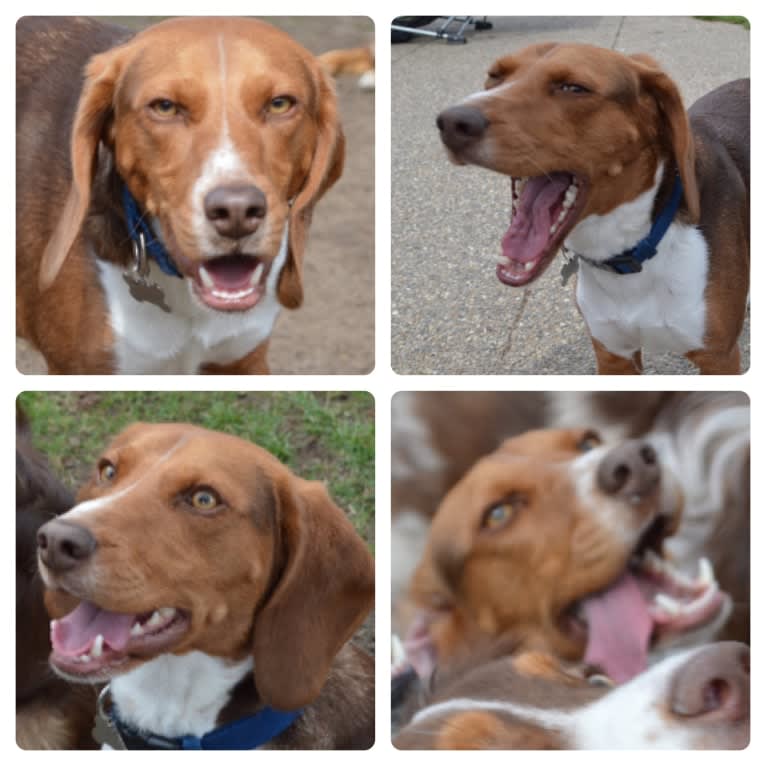 Ranger, a Beagle tested with EmbarkVet.com