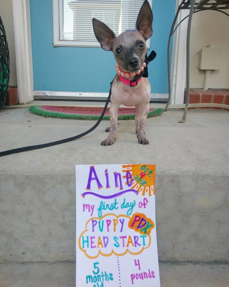 Aine, a Russell-type Terrier and Chihuahua mix tested with EmbarkVet.com