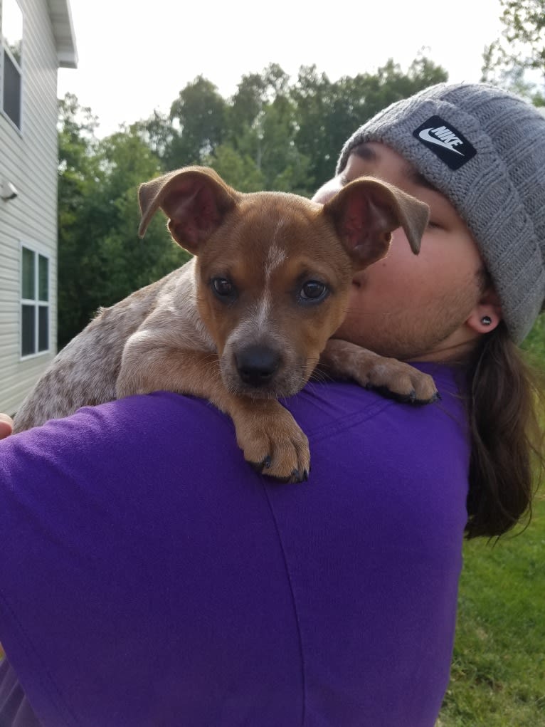 Tulsa Bleu, an Australian Cattle Dog and American Pit Bull Terrier mix tested with EmbarkVet.com