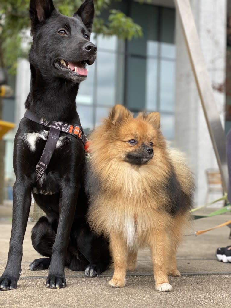 GORO, a Japanese or Korean Village Dog and Shiba Inu mix tested with EmbarkVet.com