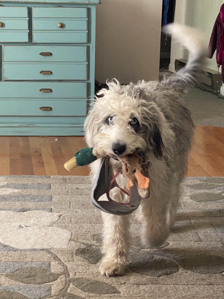 Luna, an Aussiedoodle tested with EmbarkVet.com