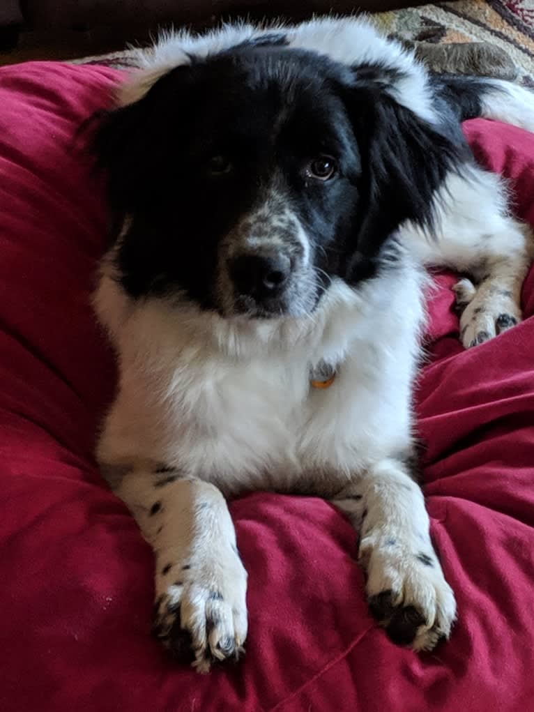 Skyy, a Great Pyrenees and Labrador Retriever mix tested with EmbarkVet.com