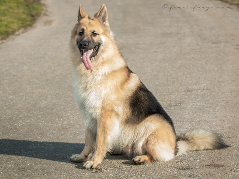 IROH, a German Shepherd Dog tested with EmbarkVet.com