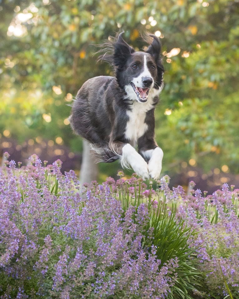 Bishop, a Golden Retriever and Australian Shepherd mix tested with EmbarkVet.com