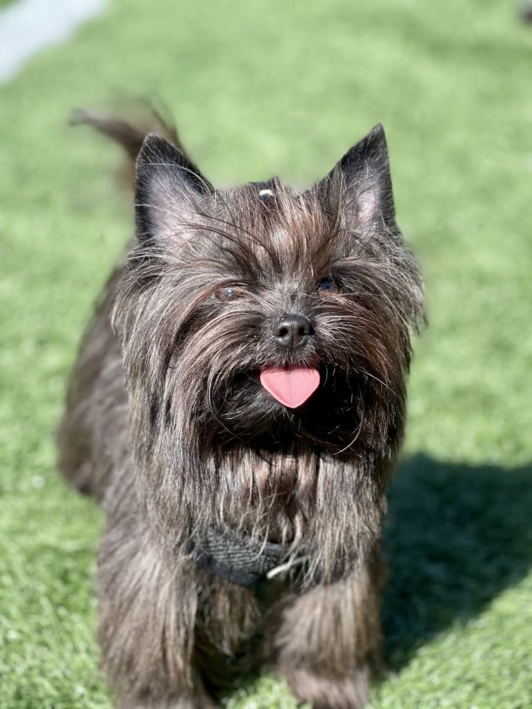 Photo of Benjamin Glamour Art Moris Blackfox, a Biewer Terrier, Pomeranian, Yorkshire Terrier, and Havanese mix in Moscow, Russia