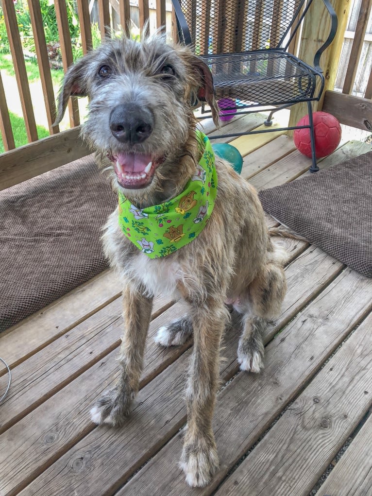 Beatrice, an Irish Wolfhound tested with EmbarkVet.com