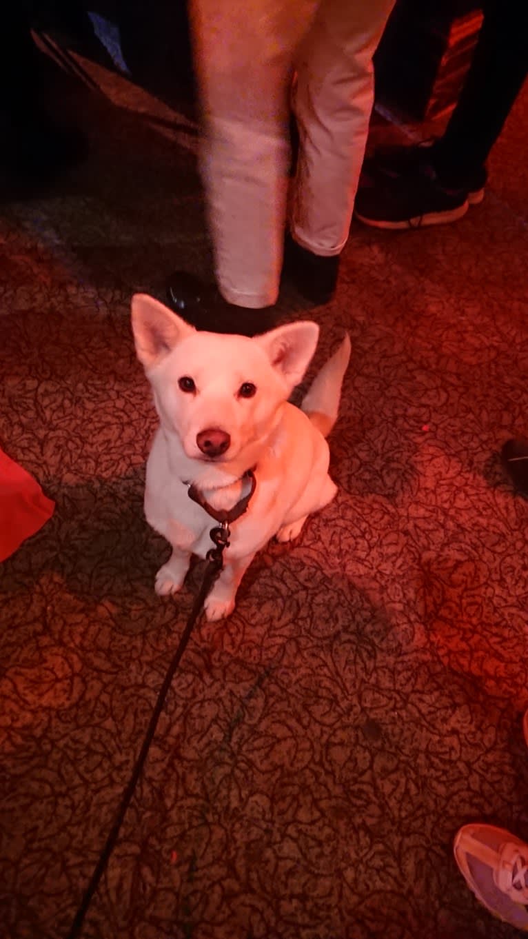 Bomi, a Jindo tested with EmbarkVet.com