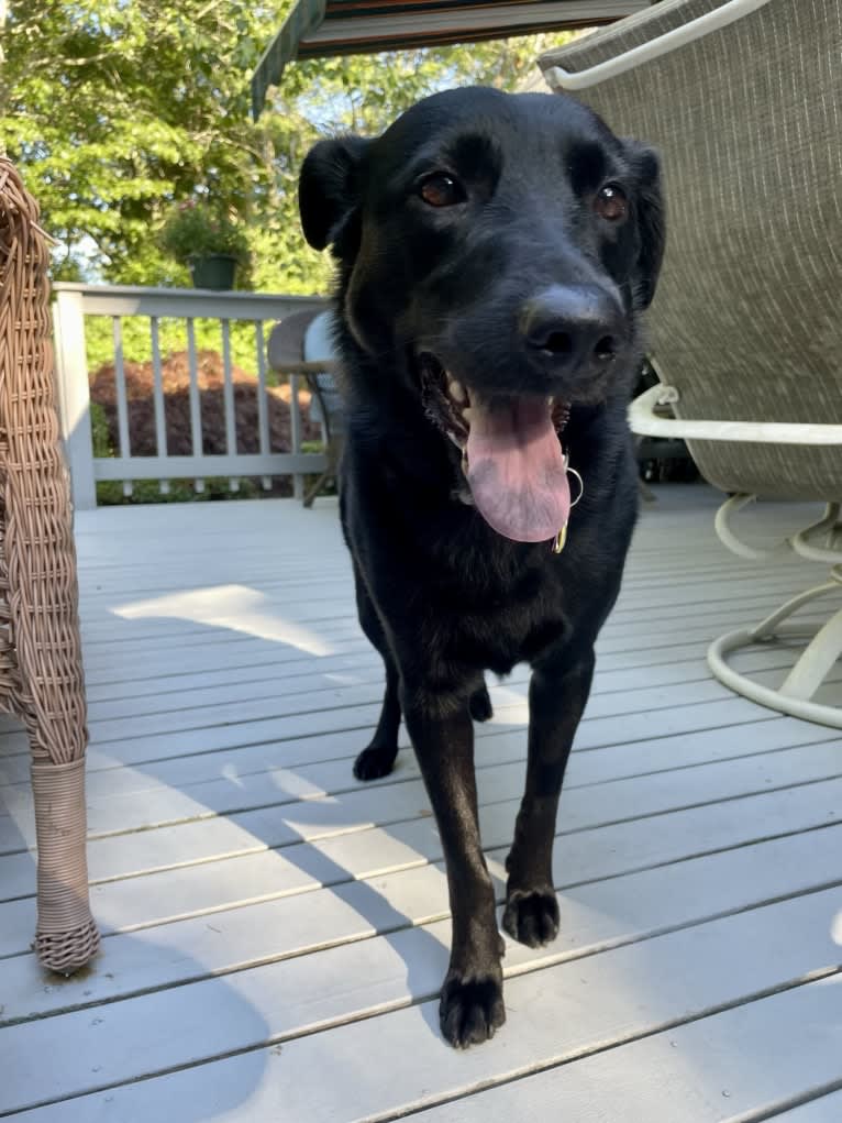 Roxie, a Labrador Retriever and German Shepherd Dog mix tested with EmbarkVet.com