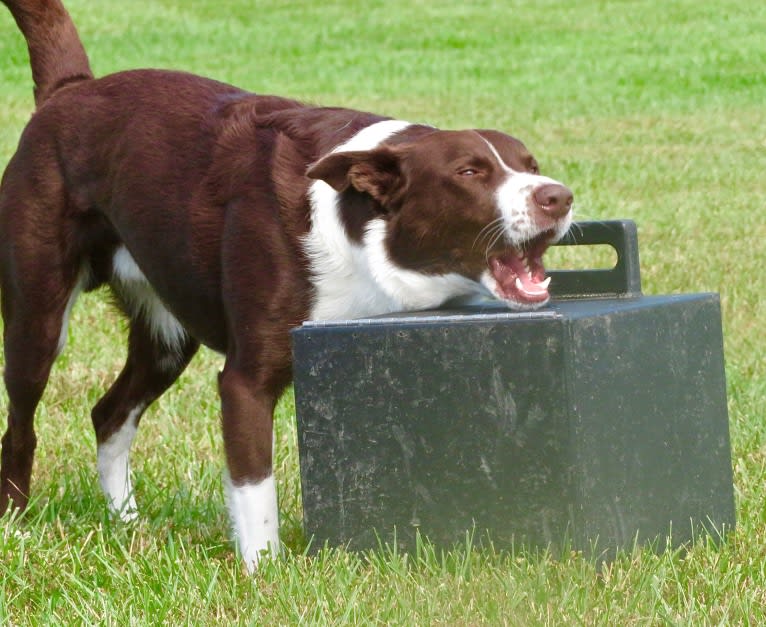 Tad, a McNab and Australian Kelpie mix tested with EmbarkVet.com