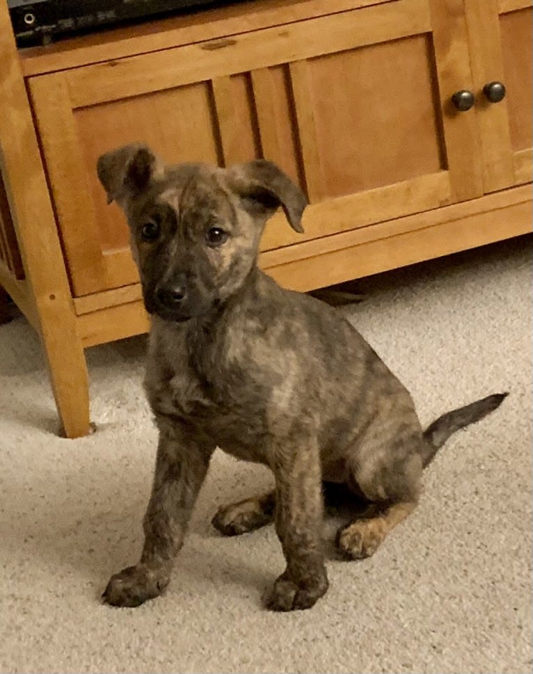 Rory, a German Shepherd Dog and American Pit Bull Terrier mix tested with EmbarkVet.com