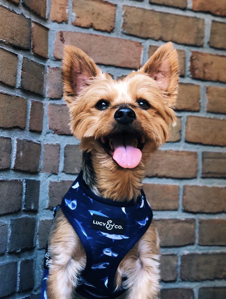 Jackson, a Yorkshire Terrier tested with EmbarkVet.com