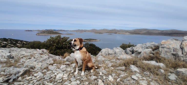 Sparky, an American Pit Bull Terrier and Collie mix tested with EmbarkVet.com