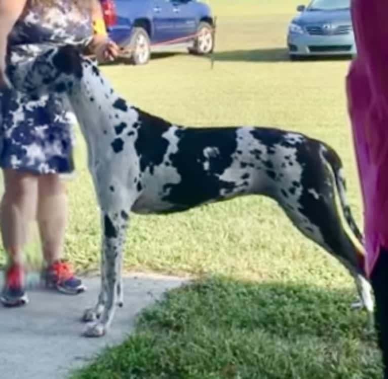 Molly, a Great Dane tested with EmbarkVet.com