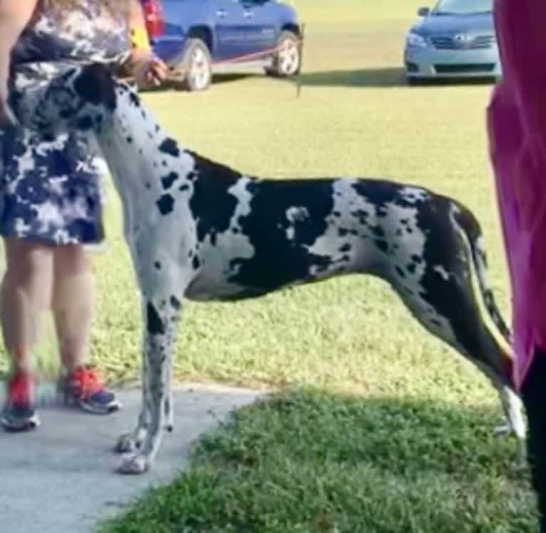 Molly, a Great Dane tested with EmbarkVet.com