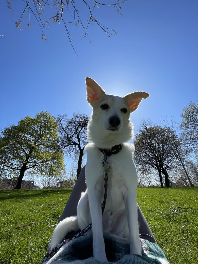 Keegan, a Chihuahua and Poodle (Small) mix tested with EmbarkVet.com