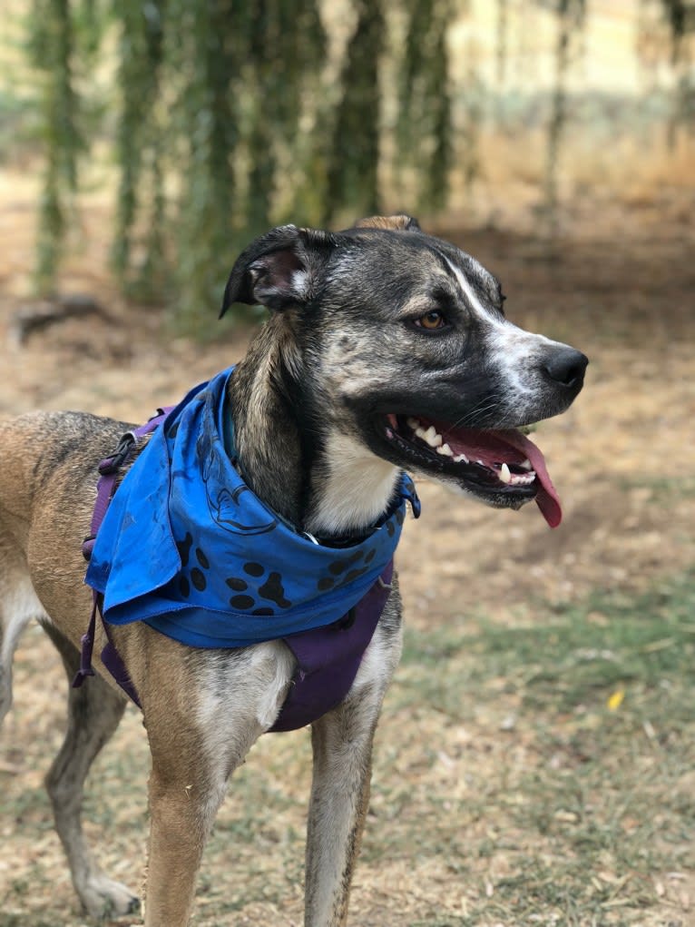 Pepper Ann, an American Bulldog and Siberian Husky mix tested with EmbarkVet.com