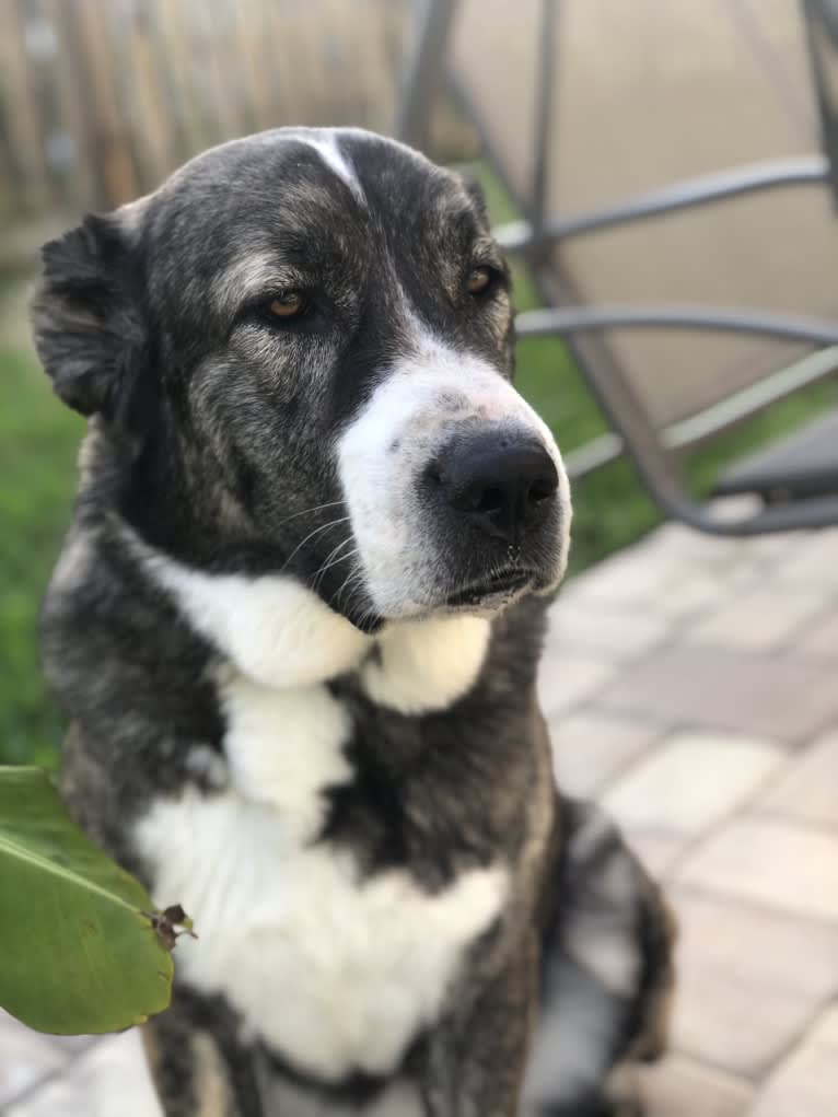 Cara, a Central Asian Shepherd Dog tested with EmbarkVet.com