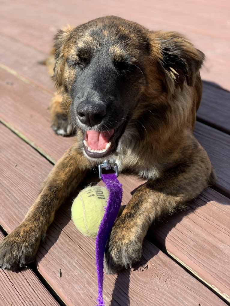 Emmy, an Australian Cattle Dog and Cocker Spaniel mix tested with EmbarkVet.com