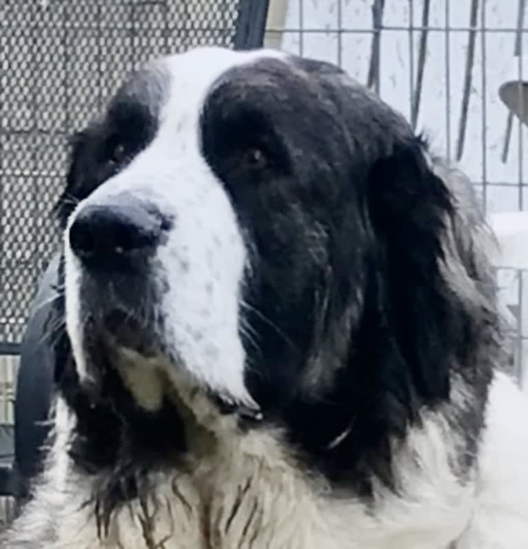 Caterina, a Pyrenean Mastiff tested with EmbarkVet.com