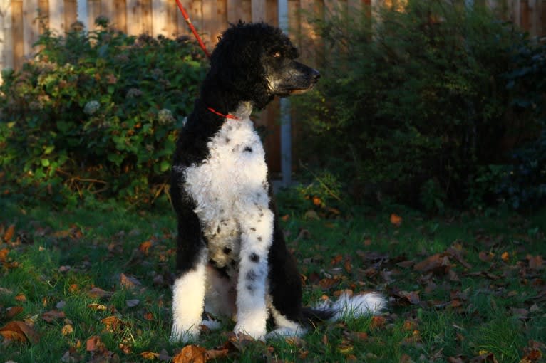 Nino, a Poodle (Standard) tested with EmbarkVet.com