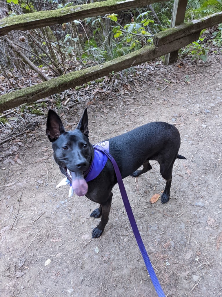 Rogue, a Formosan Mountain Dog tested with EmbarkVet.com