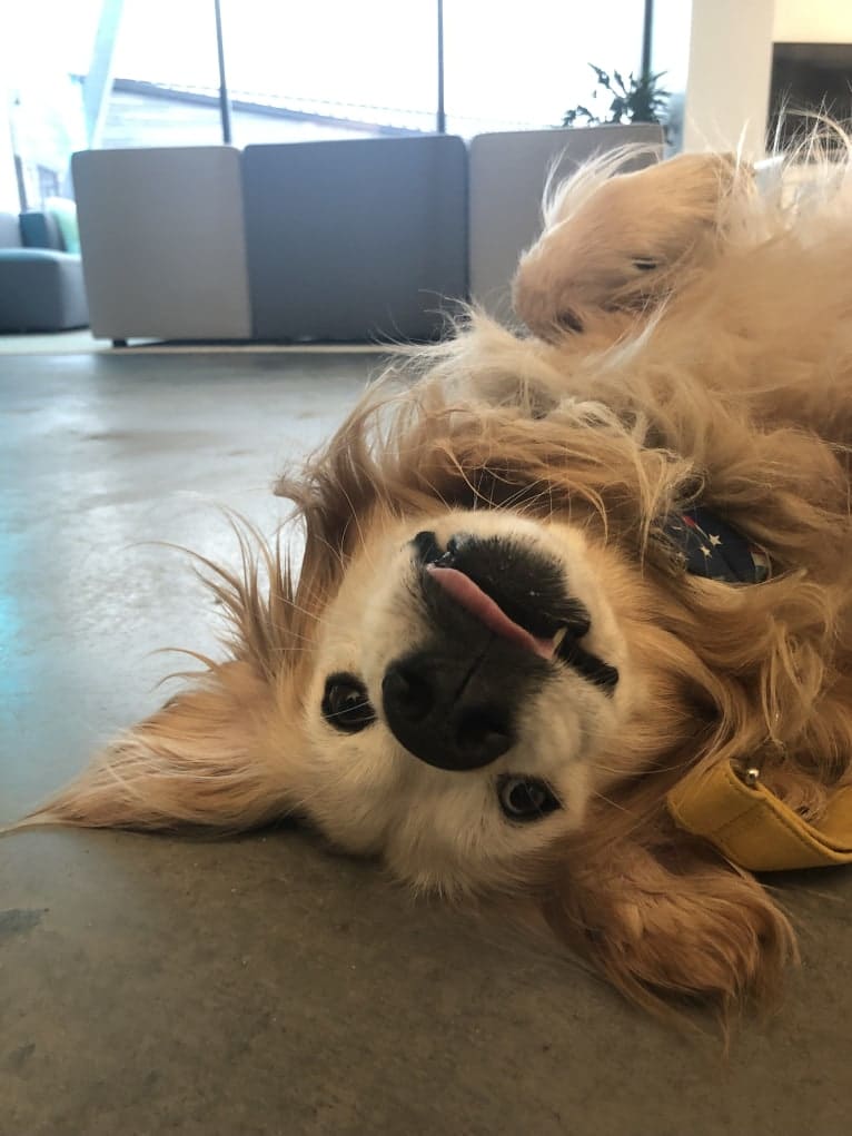 Jericho, a Golden Retriever and Shih Tzu mix tested with EmbarkVet.com