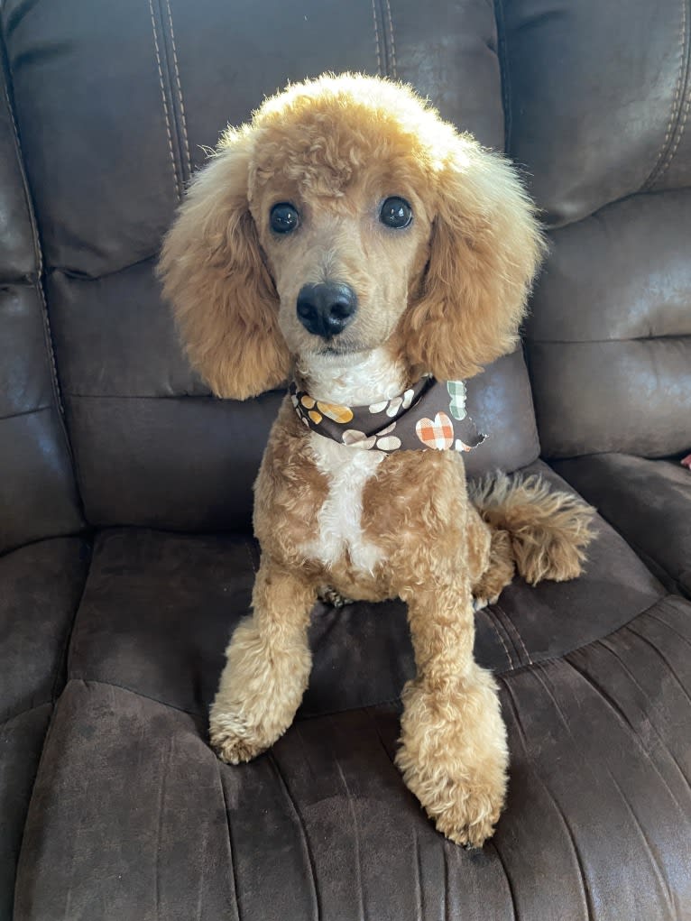 BRAVO, a Poodle (Small) tested with EmbarkVet.com