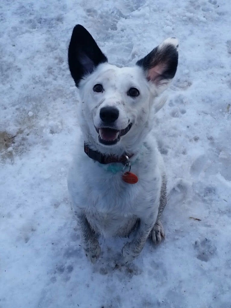 Darcy, a Dachshund and Australian Cattle Dog mix tested with EmbarkVet.com