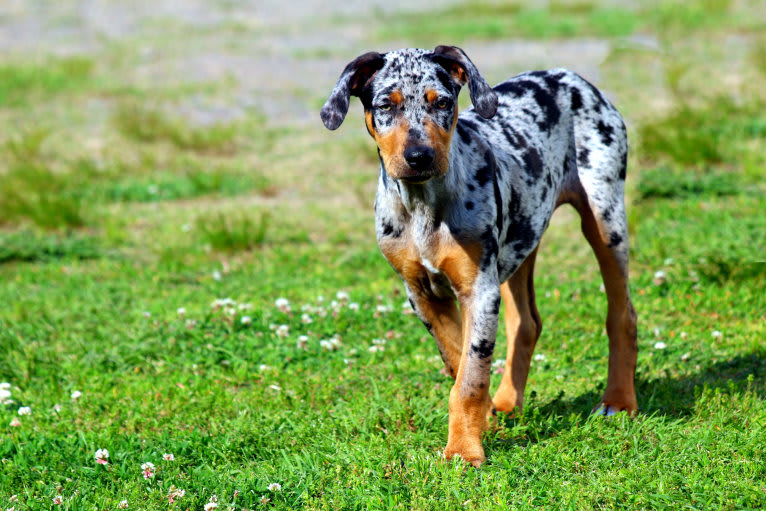 Roux, a Catahoula Leopard Dog tested with EmbarkVet.com