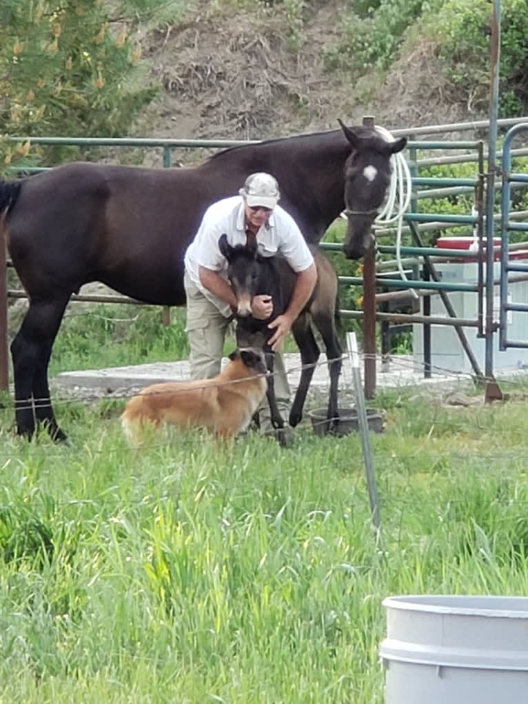 Laila, a Belgian Shepherd tested with EmbarkVet.com