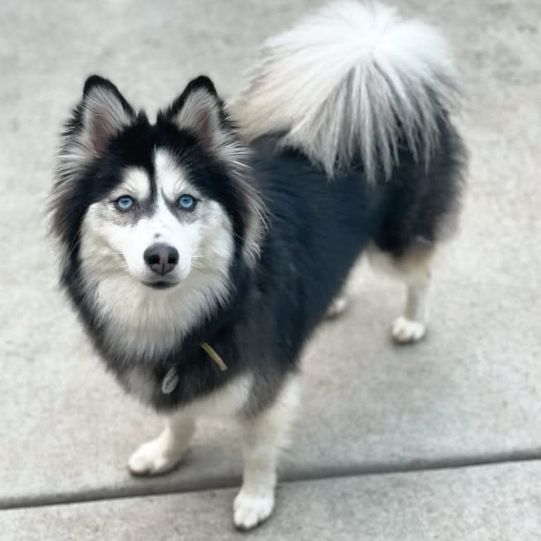 Gamora, a Pomsky tested with EmbarkVet.com