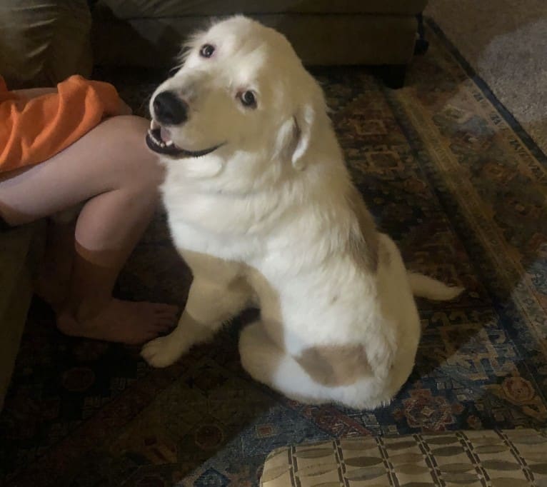 Bear, a Great Pyrenees and Labrador Retriever mix tested with EmbarkVet.com