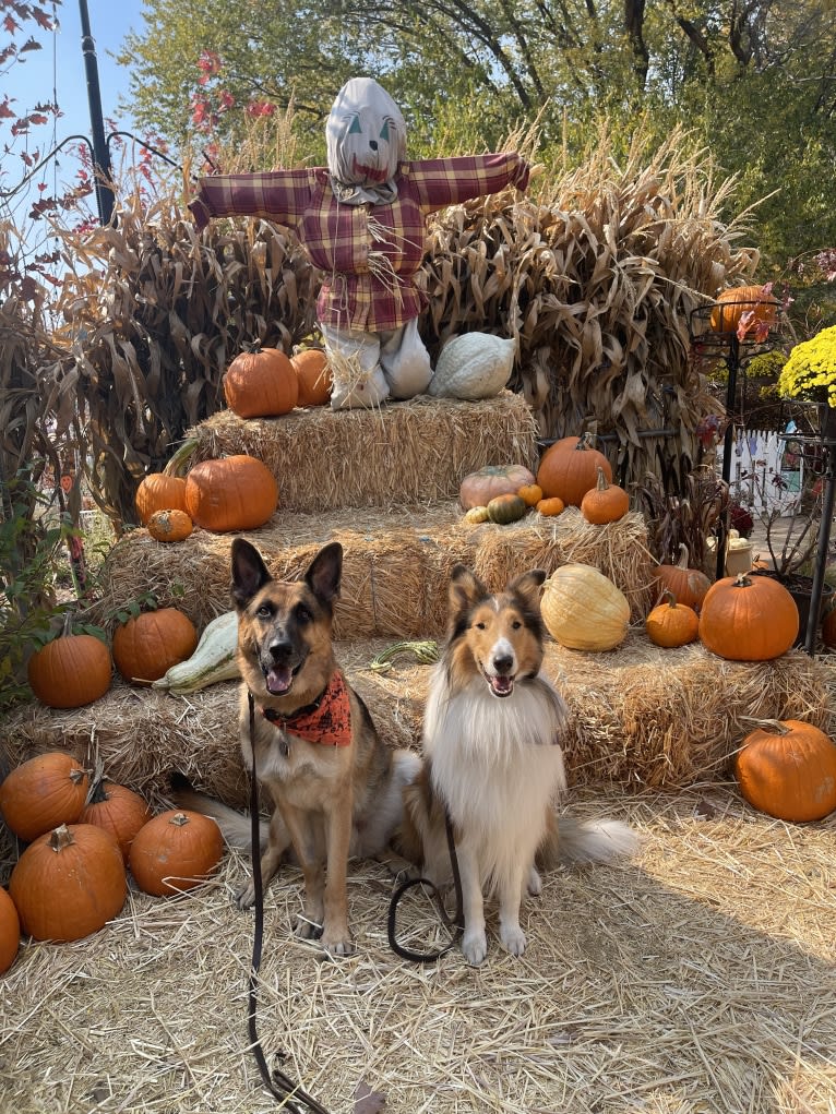 Jonas, a German Shepherd Dog tested with EmbarkVet.com