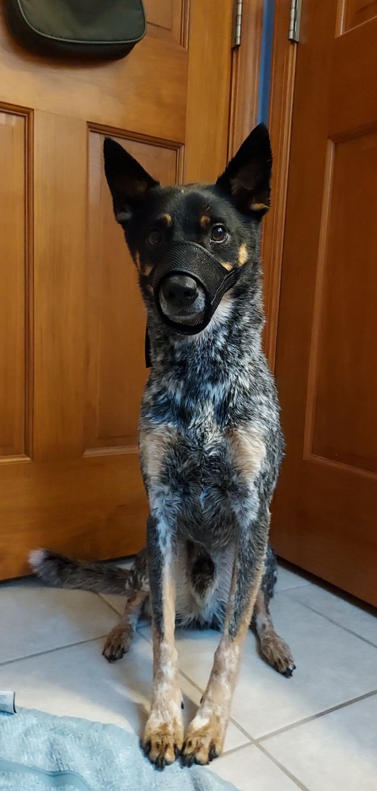 Whoppers, an Australian Cattle Dog tested with EmbarkVet.com
