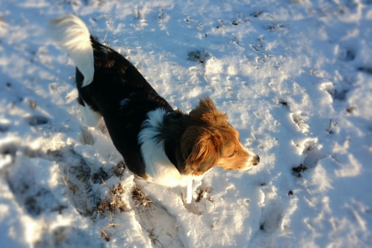 Frankie, a Beagle and Rat Terrier mix tested with EmbarkVet.com