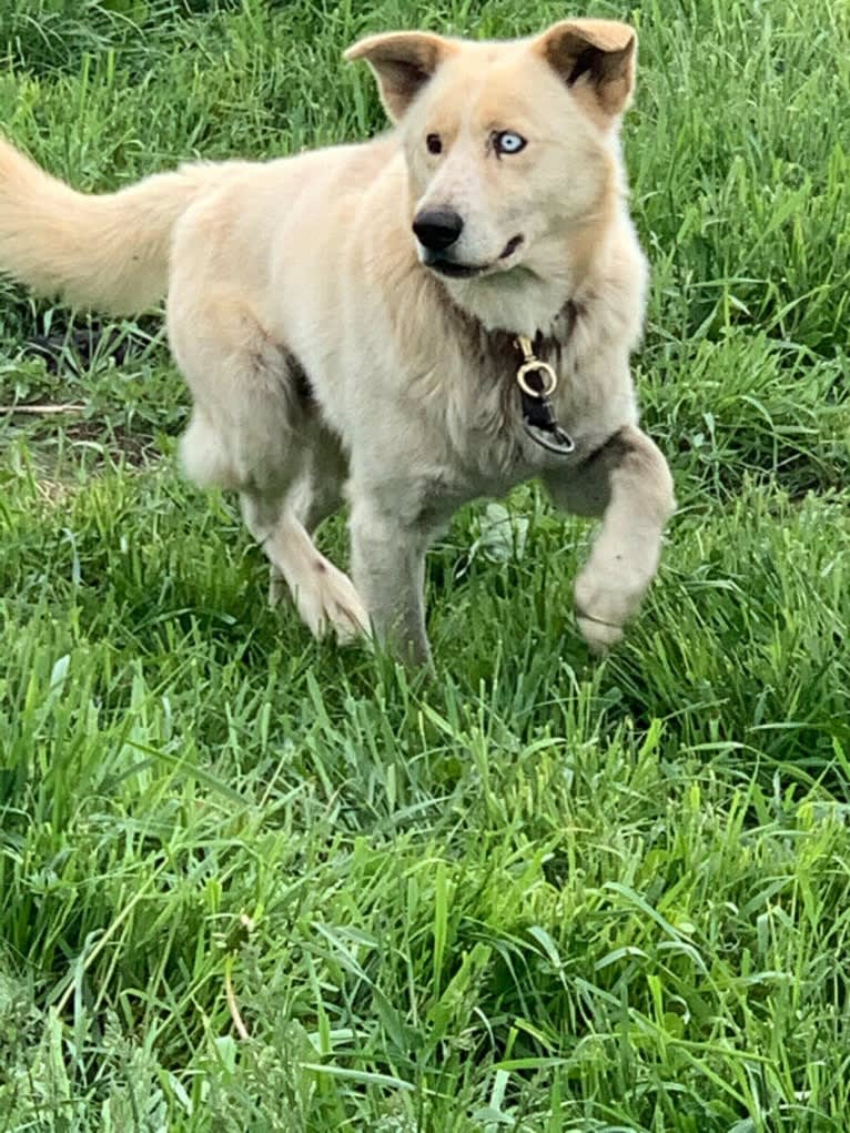 Captain, a Siberian Husky and Alaskan-type Husky mix tested with EmbarkVet.com