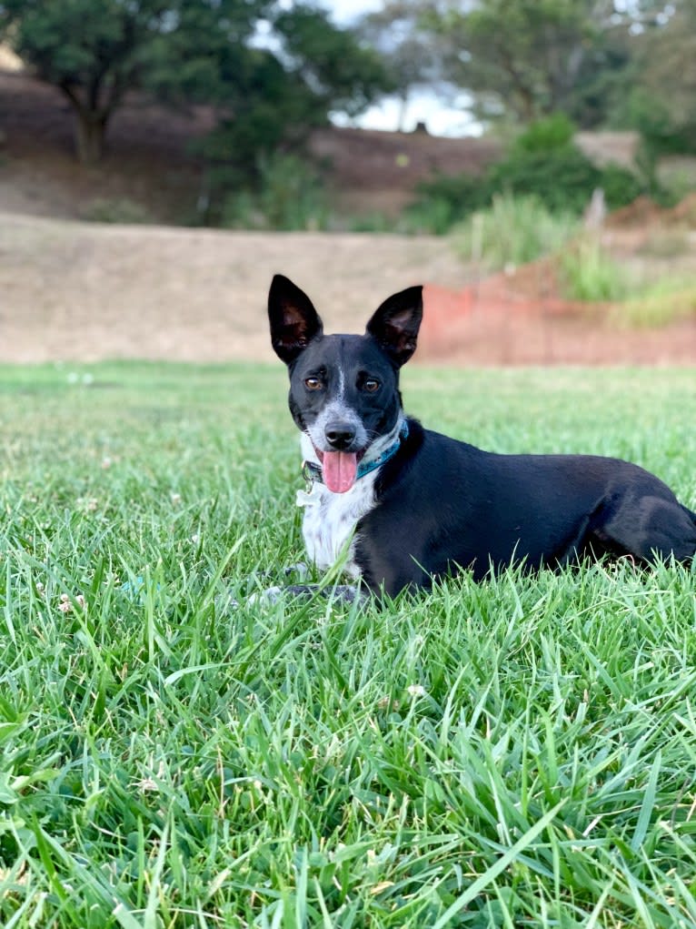 Ninja, an Australian Cattle Dog and Chihuahua mix tested with EmbarkVet.com