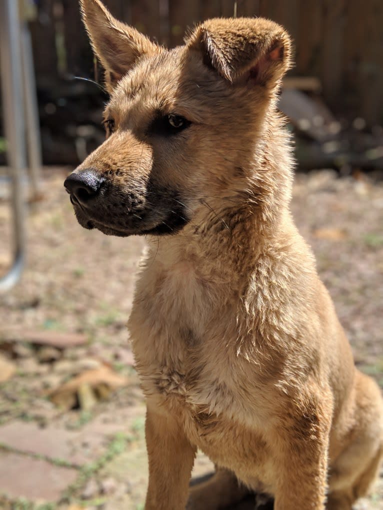 Apollo, a Jindo tested with EmbarkVet.com