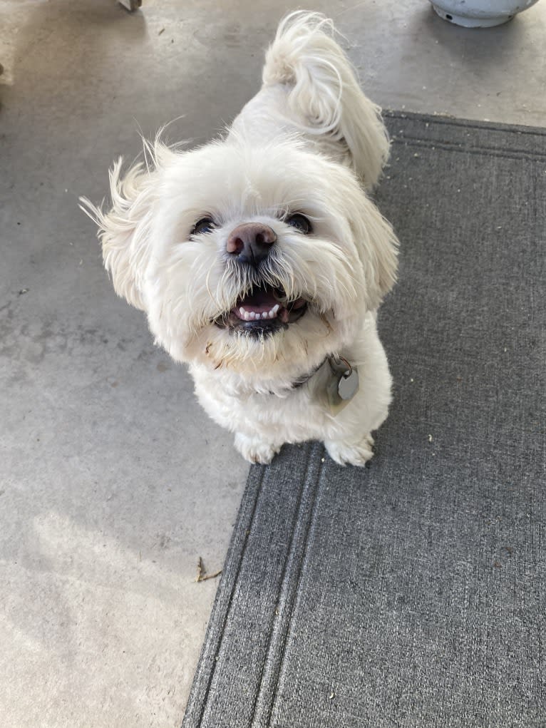 Ollie, a Lhasa Apso tested with EmbarkVet.com