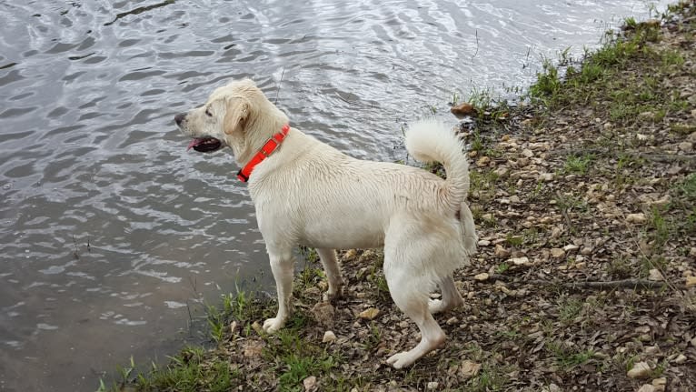 YOGI, a Labrador Retriever and American Pit Bull Terrier mix tested with EmbarkVet.com