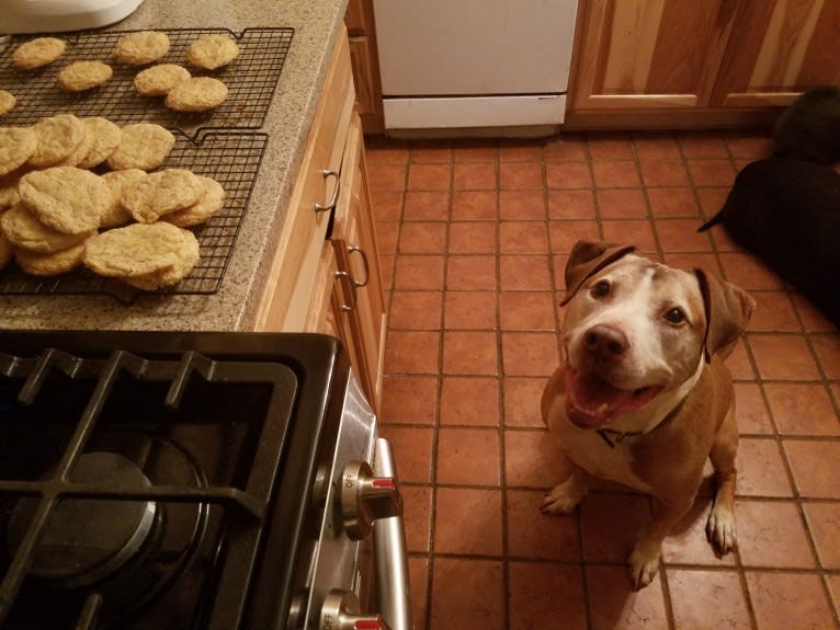 Billy, an American Pit Bull Terrier tested with EmbarkVet.com