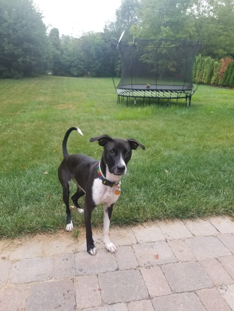 Ada, an American Pit Bull Terrier and Labrador Retriever mix tested with EmbarkVet.com