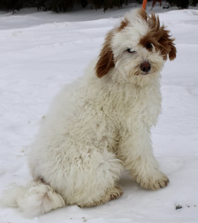 Pelé F3 Mini Goldendoodle, a Goldendoodle tested with EmbarkVet.com