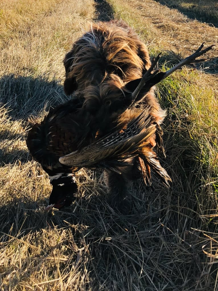 Sawyer, a Wirehaired Pointing Griffon tested with EmbarkVet.com