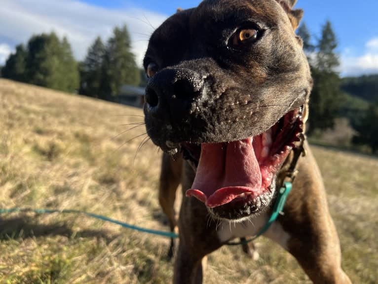 Ozzy, a Boxer and American Bulldog mix tested with EmbarkVet.com