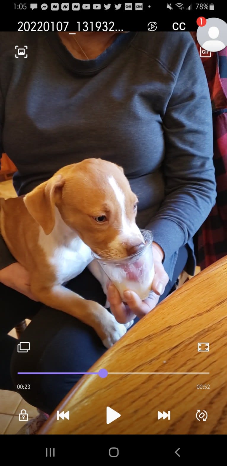 Tater, an American Pit Bull Terrier tested with EmbarkVet.com