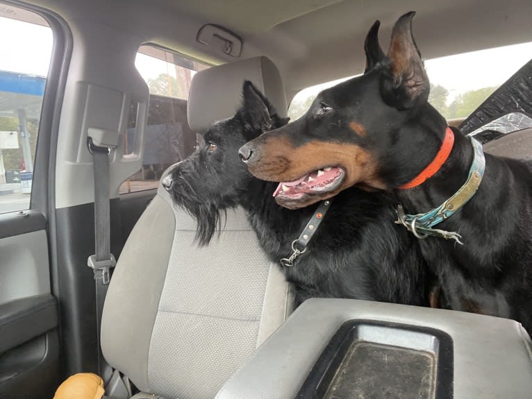 Vaatu, a Black Russian Terrier and Belgian Malinois mix tested with EmbarkVet.com