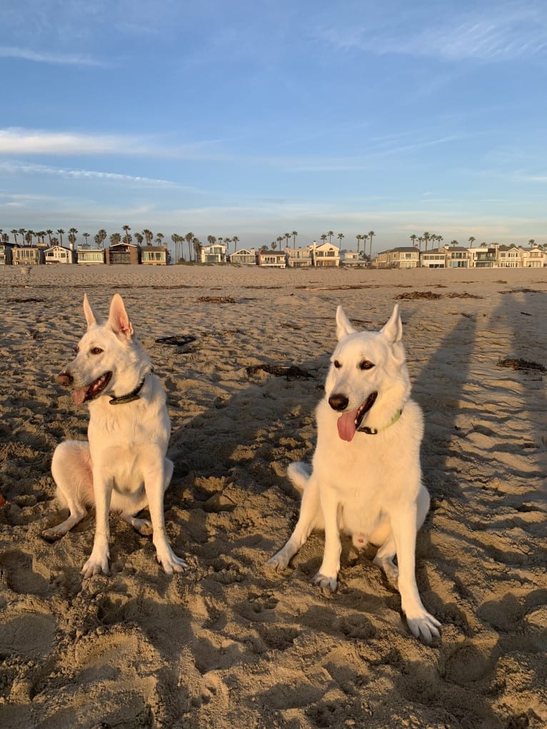 Bella, a German Shepherd Dog tested with EmbarkVet.com